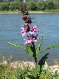 Fotografia da espécie Stachys palustris