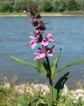 Fotografia 1 da espécie Stachys palustris no Jardim Botânico UTAD