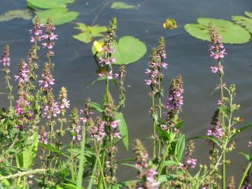 Fotografia da espécie Stachys palustris