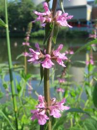 Fotografia da espécie Stachys palustris