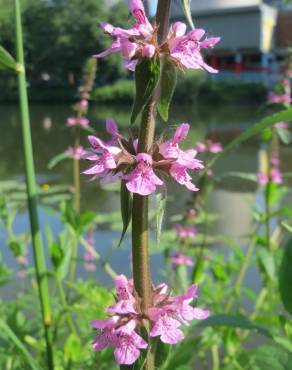 Fotografia 3 da espécie Stachys palustris no Jardim Botânico UTAD