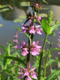 Fotografia da espécie Stachys palustris