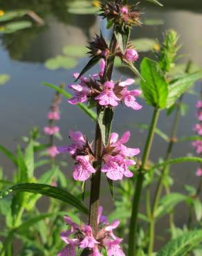 Fotografia 4 da espécie Stachys palustris no Jardim Botânico UTAD