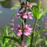 Fotografia 4 da espécie Stachys palustris do Jardim Botânico UTAD