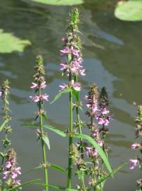 Fotografia da espécie Stachys palustris