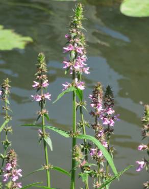 Fotografia 5 da espécie Stachys palustris no Jardim Botânico UTAD