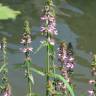 Fotografia 5 da espécie Stachys palustris do Jardim Botânico UTAD