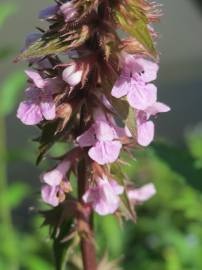 Fotografia da espécie Stachys palustris