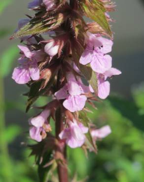 Fotografia 6 da espécie Stachys palustris no Jardim Botânico UTAD