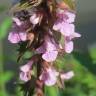 Fotografia 6 da espécie Stachys palustris do Jardim Botânico UTAD