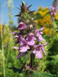 Fotografia da espécie Stachys palustris