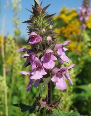 Fotografia 7 da espécie Stachys palustris no Jardim Botânico UTAD