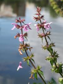 Fotografia da espécie Stachys palustris