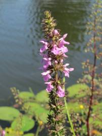 Fotografia da espécie Stachys palustris