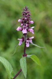 Fotografia da espécie Stachys palustris