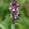 Fotografia 10 da espécie Stachys palustris do Jardim Botânico UTAD