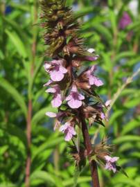 Fotografia da espécie Stachys palustris