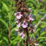 Fotografia 11 da espécie Stachys palustris do Jardim Botânico UTAD