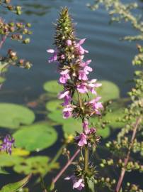 Fotografia da espécie Stachys palustris