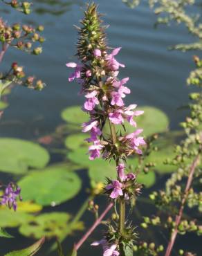 Fotografia 12 da espécie Stachys palustris no Jardim Botânico UTAD