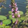 Fotografia 12 da espécie Stachys palustris do Jardim Botânico UTAD