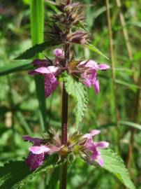 Fotografia da espécie Stachys palustris