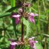 Fotografia 13 da espécie Stachys palustris do Jardim Botânico UTAD