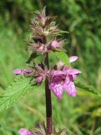 Fotografia da espécie Stachys palustris