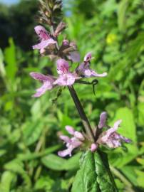 Fotografia da espécie Stachys palustris