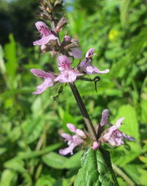 Fotografia 15 da espécie Stachys palustris no Jardim Botânico UTAD