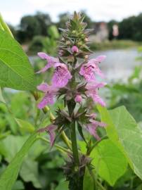 Fotografia da espécie Stachys palustris