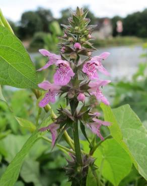 Fotografia 16 da espécie Stachys palustris no Jardim Botânico UTAD