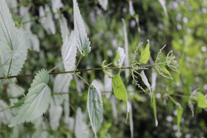 Fotografia da espécie Urtica dioica