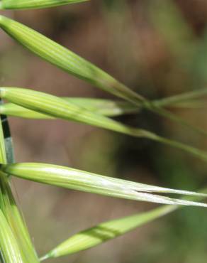 Fotografia 8 da espécie Avena barbata subesp. barbata no Jardim Botânico UTAD