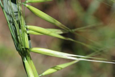 Fotografia da espécie Avena barbata subesp. barbata