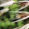 Fotografia 9 da espécie Avena barbata subesp. barbata do Jardim Botânico UTAD