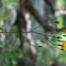 Fotografia 3 da espécie Crepis lampsanoides do Jardim Botânico UTAD