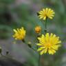 Fotografia 4 da espécie Crepis lampsanoides do Jardim Botânico UTAD