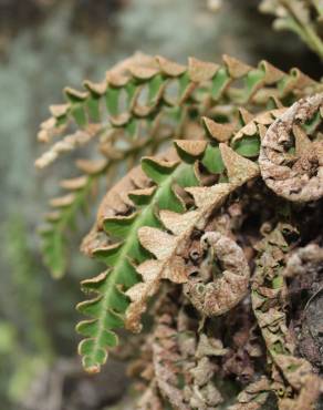 Fotografia 15 da espécie Asplenium ceterach no Jardim Botânico UTAD