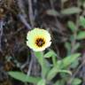 Fotografia 6 da espécie Hispidella hispanica do Jardim Botânico UTAD