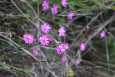 Fotografia da espécie Silene scabriflora subesp. scabriflora