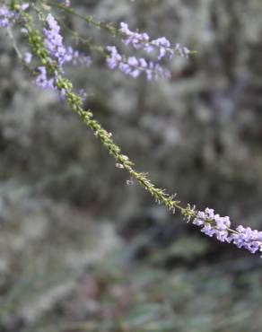 Fotografia 16 da espécie Anarrhinum bellidifolium no Jardim Botânico UTAD