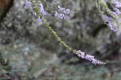 Fotografia da espécie Anarrhinum bellidifolium