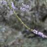 Fotografia 16 da espécie Anarrhinum bellidifolium do Jardim Botânico UTAD
