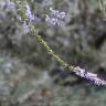 Fotografia 16 da espécie Anarrhinum bellidifolium do Jardim Botânico UTAD