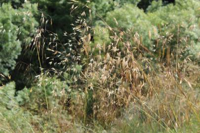 Fotografia da espécie Stipa gigantea