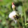 Fotografia 10 da espécie Sonchus asper subesp. asper do Jardim Botânico UTAD