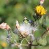 Fotografia 7 da espécie Sonchus oleraceus do Jardim Botânico UTAD