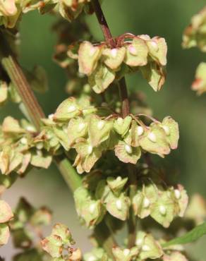 Fotografia 16 da espécie Rumex crispus no Jardim Botânico UTAD