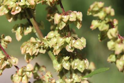 Fotografia da espécie Rumex crispus